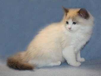 RAGDOLL koťátka: - 4