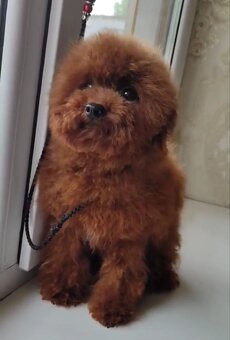 szczenię toy pudla z chińskiej linii - 4