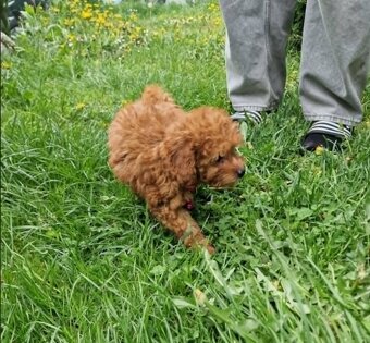 Pudel,Pudelek Toy Miniaturka śliczna suczka red - 4