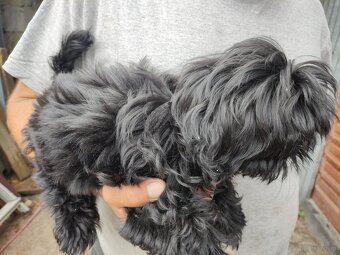 Suczka Shih-tzu - 4