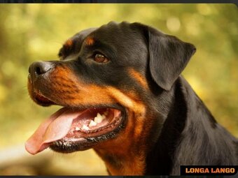 Rottweiler FCI ZKwP Białystok szczenięta szczeniak - 4