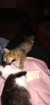 2 kocurki do adopcji - 4