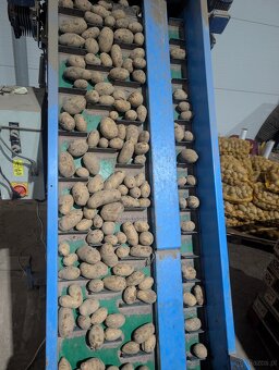 Prodám brambory - 4