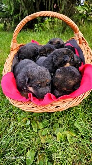 Szczenięta owczarek niemiecki - 4