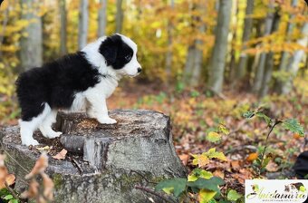 Border collie szczenięta hodowla Anidamara FCI - 4