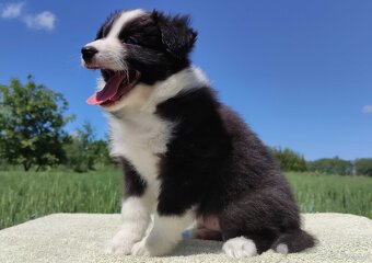 Piękny Rasowy Pies Border Collie - Szczeniak z pełną dok. z - 4