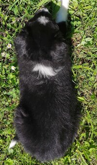 Rasowa suczka - Border Collie z pełną dok. - 4