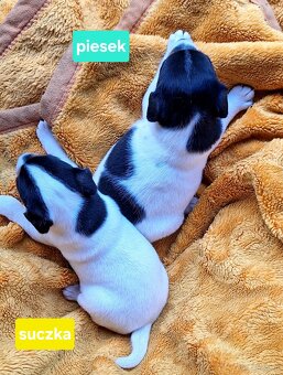 Parson Russell Terrier ZKwP FCI - 4