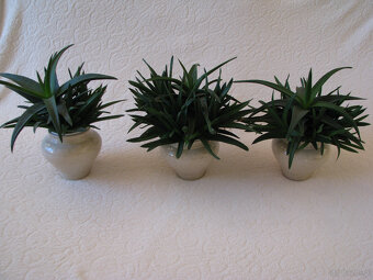 Aloes – piękna, zdrowa roślinka o właściwościach leczniczych - 4