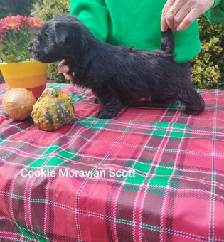 Skotský teriér - scottish terrier - 4