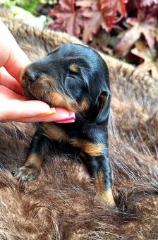 Gończy Słowacki KOPOV ZKwP FCI - 4