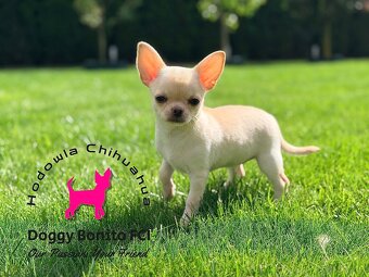 CHIHUAHUA, ZKwP FCI drobna dziewczynka krótkowłosa po Champi - 4