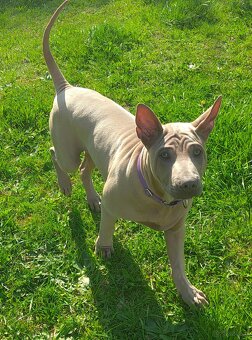 Thai Ridgeback Dog- Dog Thajski - 4
