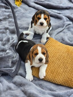 Szczenięta rasy Beagle Tricolor - 4