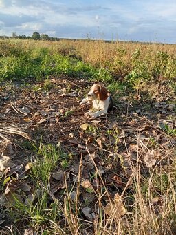 Beagle szczenięta - 4