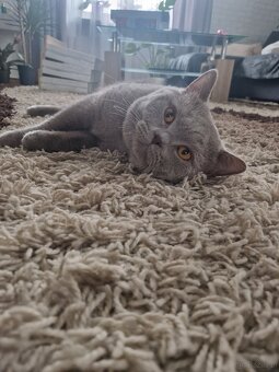 Kocur Brytyjski reproduktor ,Krycie - 4