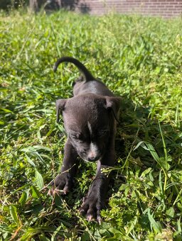 Szczeniaczki Amstaff - 4