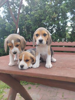 Beagle tricolor szczenieta - 4