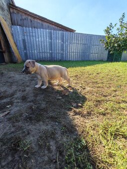 Szczenięta amstaff pieski i suczki - 4