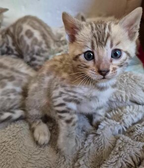 Bengal koty - 4