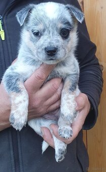 Australijski pies do bydła  - Blue Heeler - 4