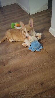 Welsh Corgi Pembroke FCI - 4