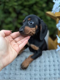 Piękna sunia jamnik miniaturowy standard z rodowodem - 4