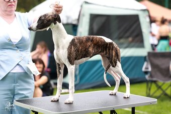 Chart angielski whippet FCI - 4