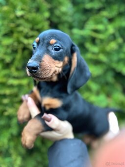 Piękny piesek jamnik standard z rodowodem - 4