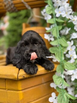 Piękna czarna sunia Cocker Spaniel Angielski z rodowodem - 4