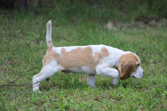 Szczeniaczek Beagle piesek po Championie Polski ZKwP - 4