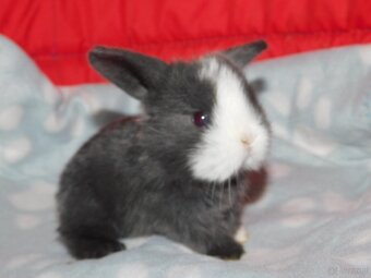 Mini lop niebieskie i niebiesko- białe - 4