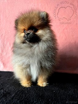 Szpic Miniaturowy, Pomeranian - 4