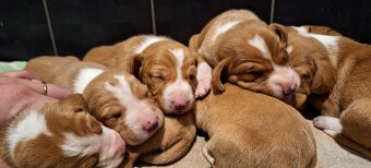 Szczeniaki Gończy Chorwacki ZKWP FCI - 4