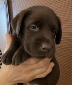 Wspaniały czekoladowy labrador. - 4