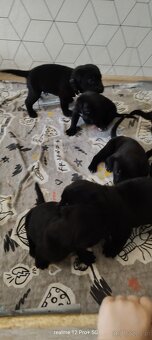 Cane Corso Italiano Miot A - 4