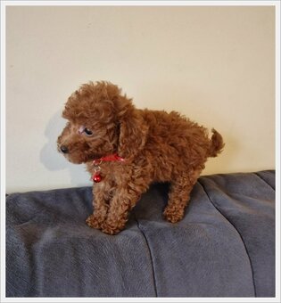 Pudel Toy red śliczny pudelek - 4