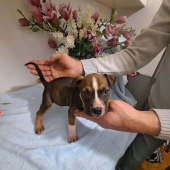 Gotowe do nowych domkow - 4