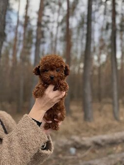 Szczeniak rasy maltipoo - 4