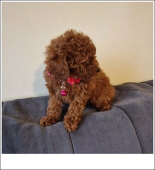 Pudel miniaturowy red,pudelek suczka - 4