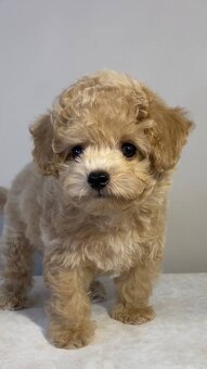 Najsłodsze szczenięta rasy Maltipoo
- 4