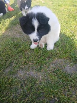 Border Collie - 4