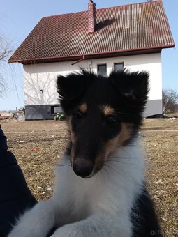 Szczeniaki owczarek szkocki - 4