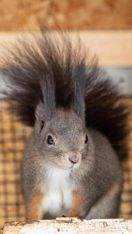 Sciurus vulgaris Wiewiórka ruda - 4