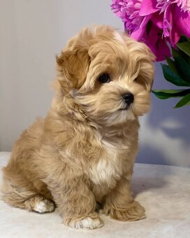 Puszyste szczenięta rasy Maltipoo - 4