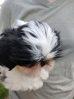 Suczka Shih-tzu - 4