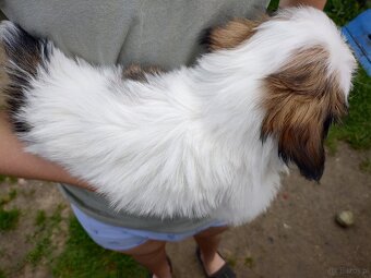 Suczka mieszanka pekińczyk shih-tzu - 4