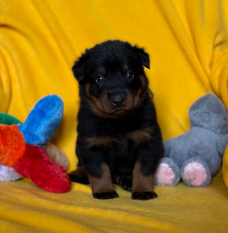 Beauceron - Owczarek francuski z rodowodem - 4