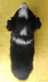 Szczeniak BORDER COLLIE z Hodowli - Rasowa suczka z pełną do - 4