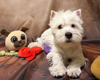 west highland white terrier - 4